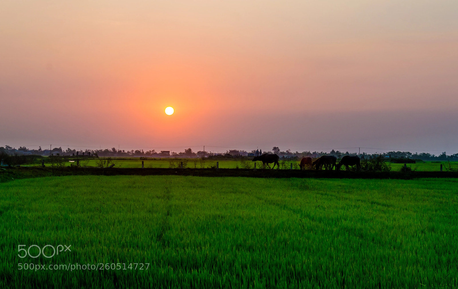 Nikon D3200 sample photo. Đồng chiều photography