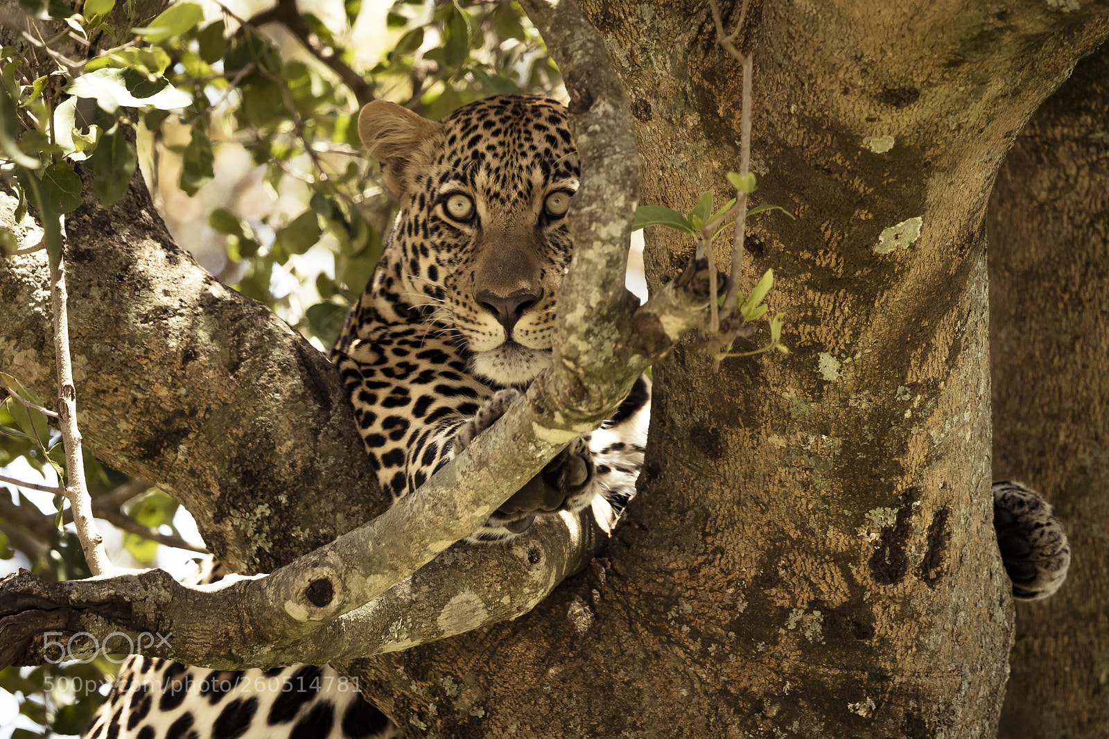 Canon EOS 7D Mark II sample photo. Leopard in a tree photography