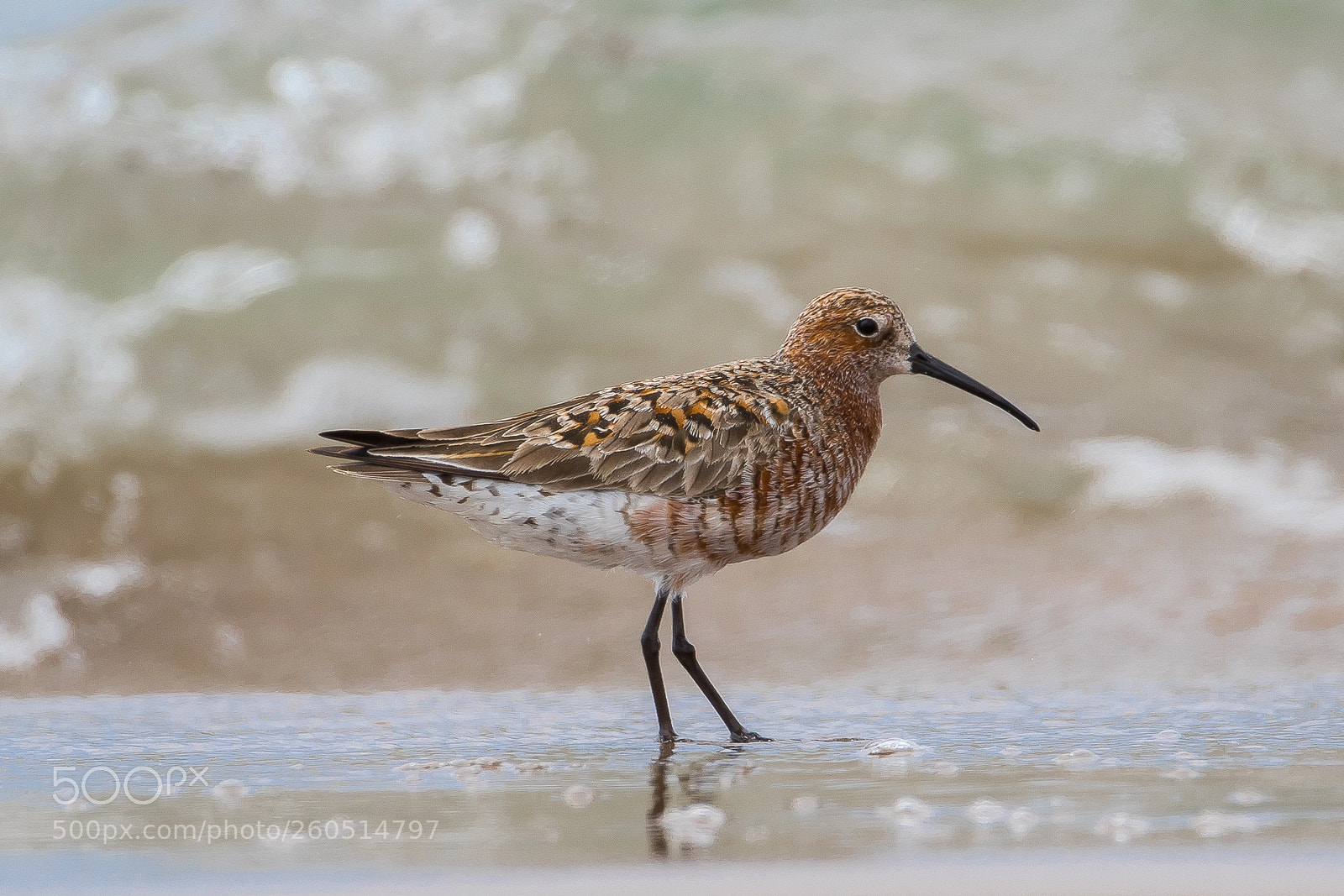 Canon EOS 7D Mark II sample photo. Curlew sandpiper photography