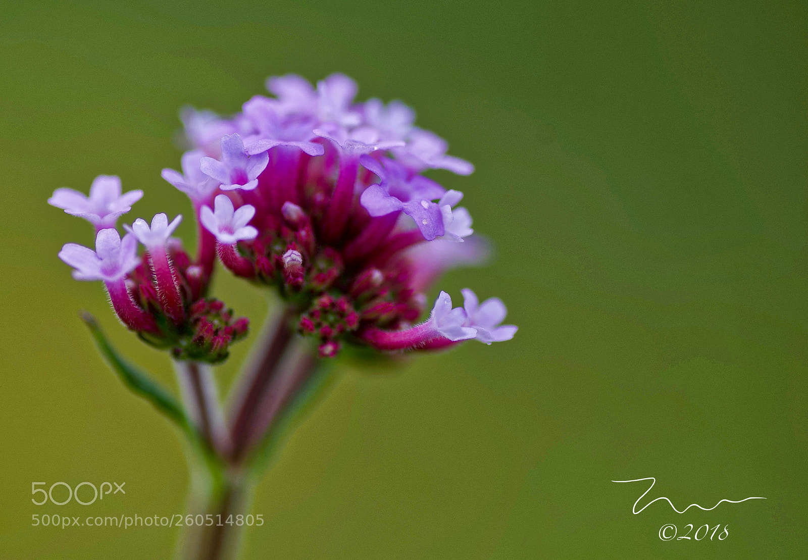 Nikon D750 sample photo. Verbena flowers photography