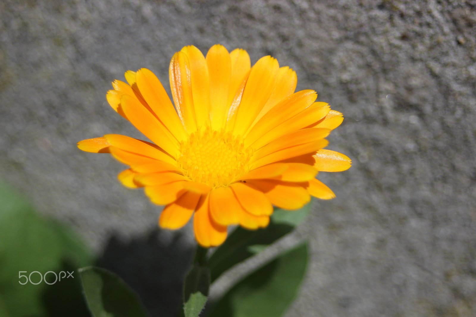 Canon EF 28-80mm f/3.5-5.6 sample photo. Mauerblümchen - close-up photography