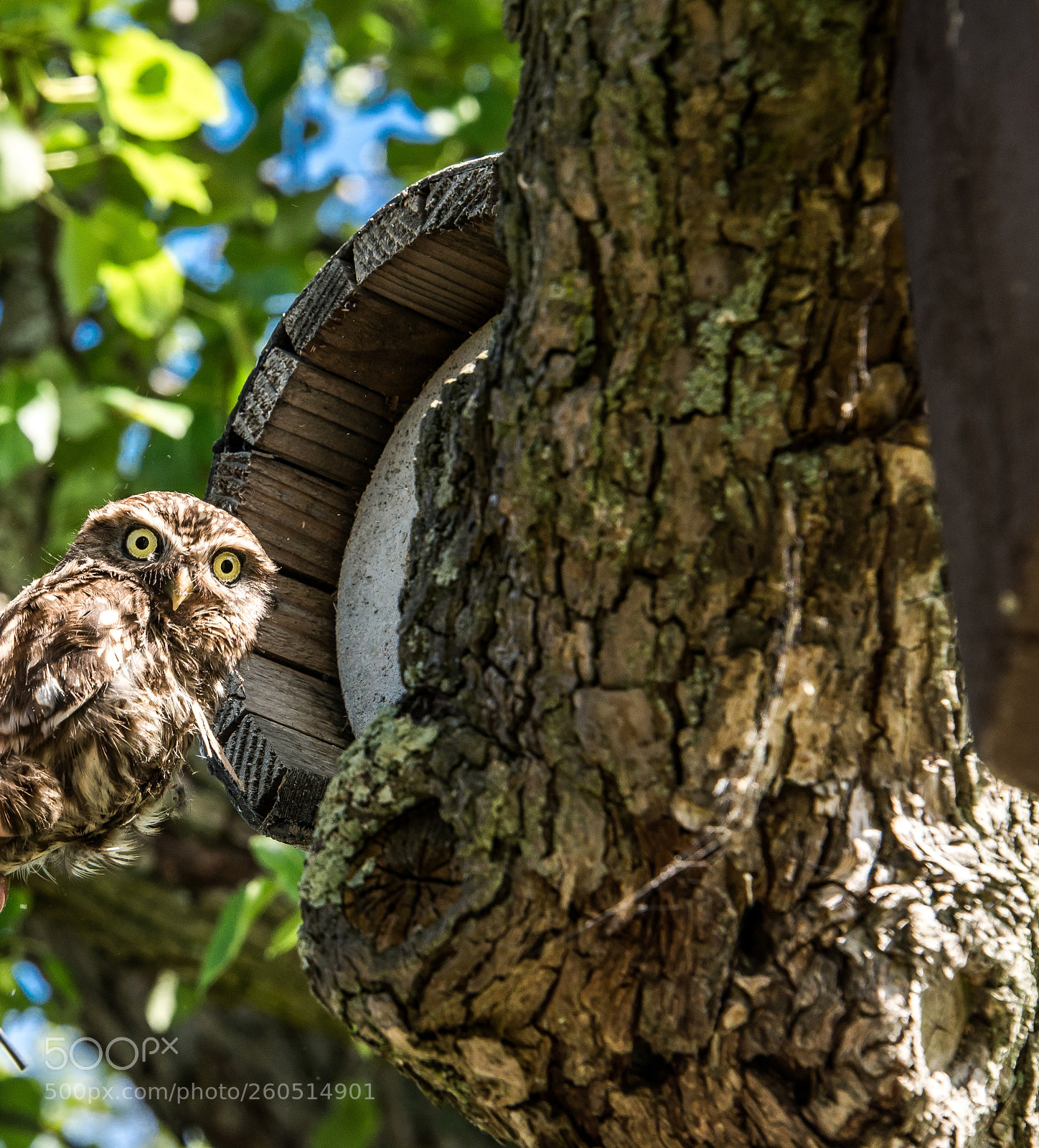 Nikon D610 sample photo. Little owl photography
