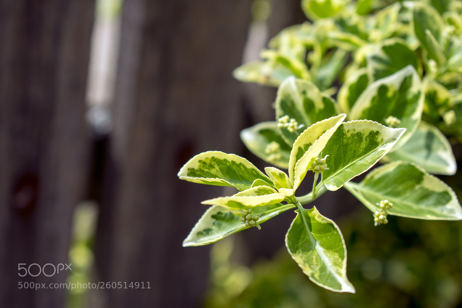 Nikon D3400 sample photo. Nikon d3400 + 18-55 mm photography