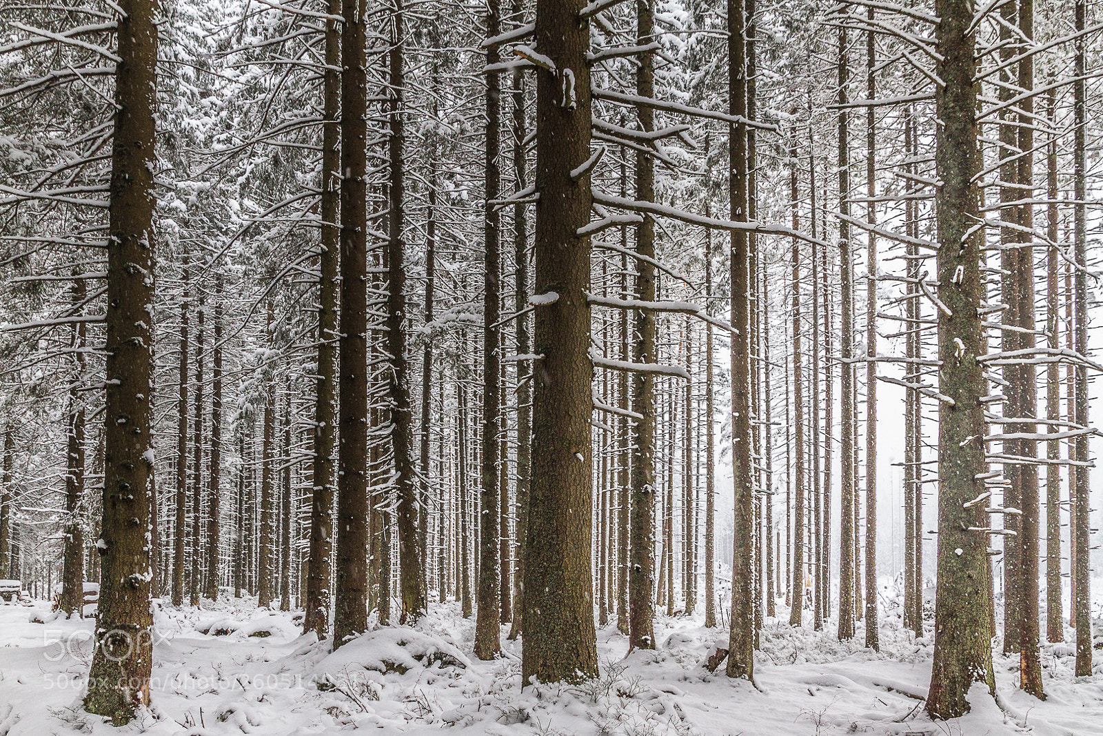 Canon EOS 7D sample photo. Snowy forest photography