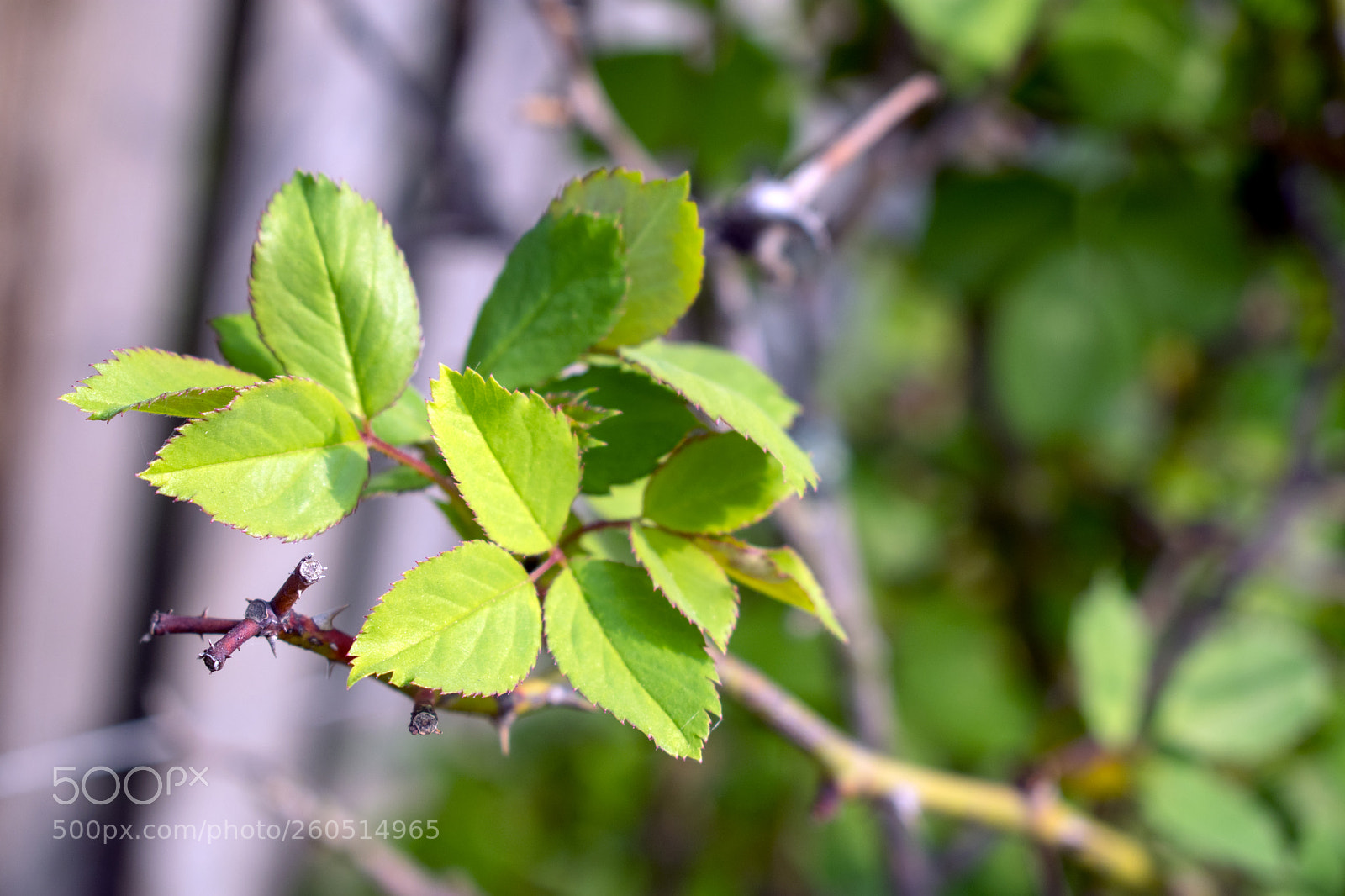 Nikon D3400 sample photo. Nikon d3400 + 18-55 mm photography