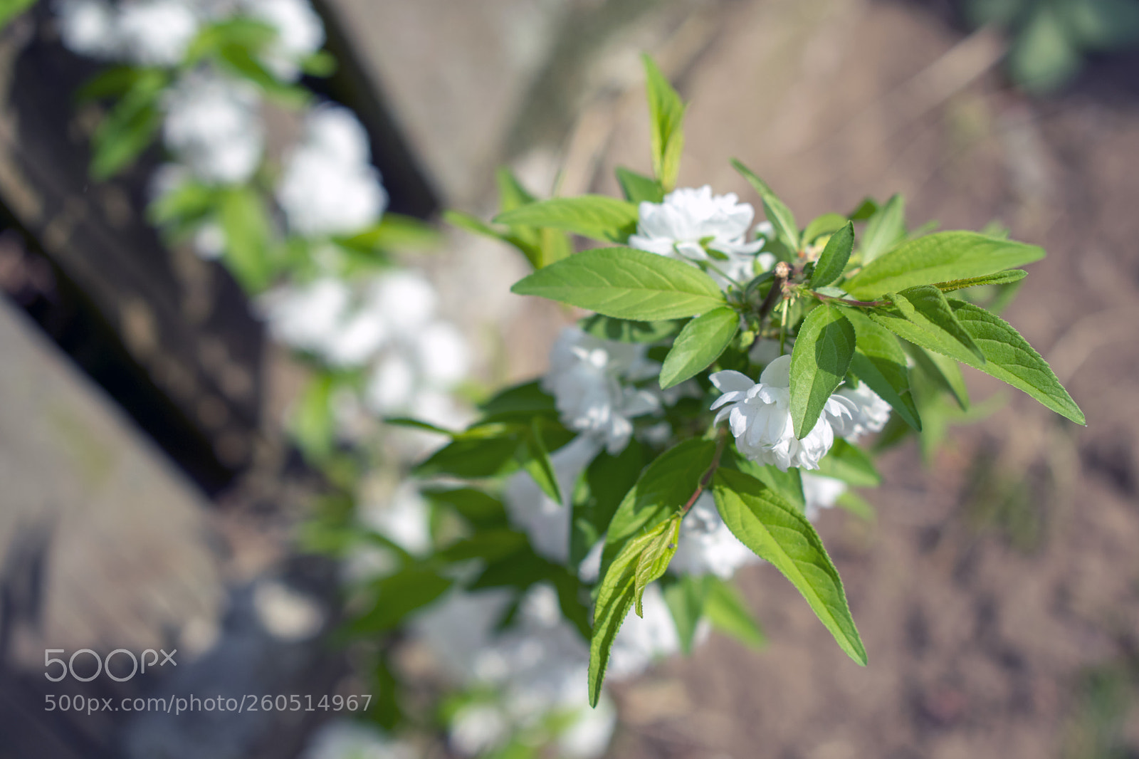 Nikon D3400 sample photo. Nikon d3400 + 18-55 mm photography