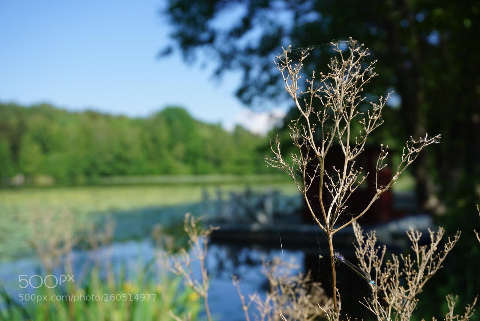Sony a6000 sample photo. Untitled photography