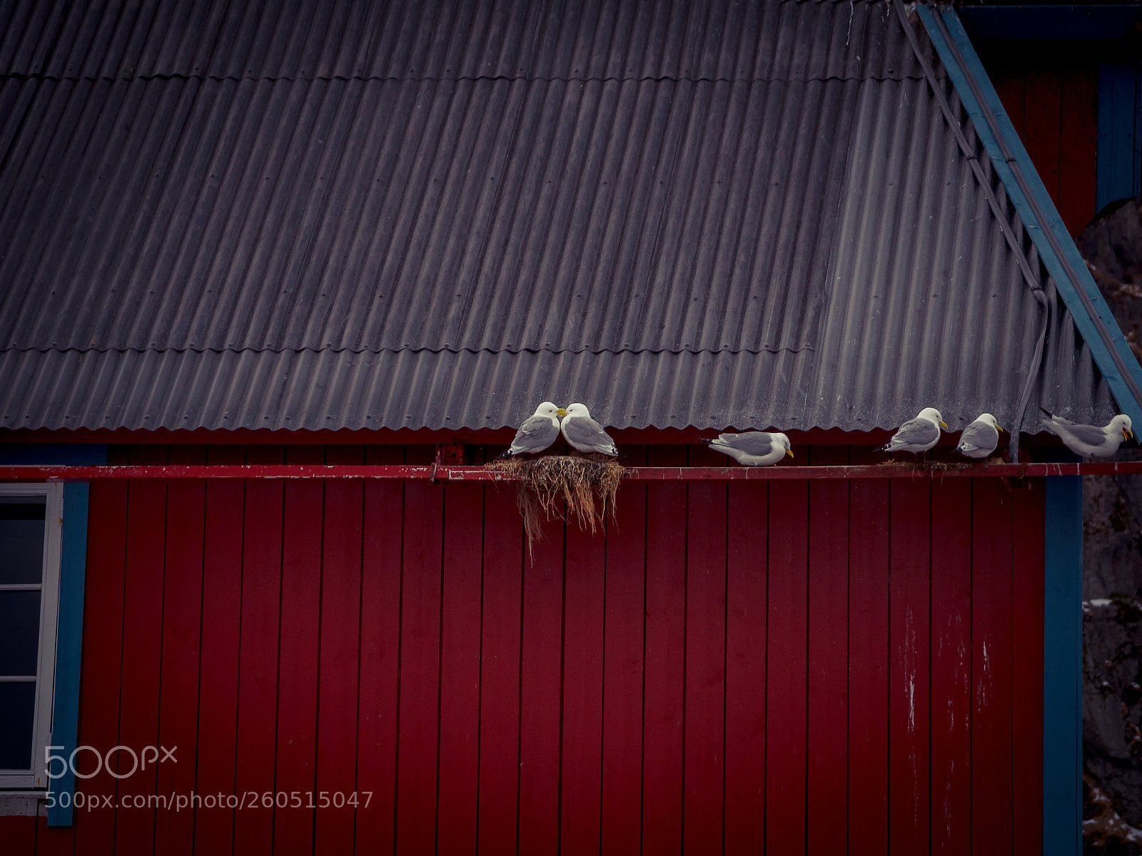 Panasonic Lumix DMC-GH4 sample photo. Seagulls in love photography