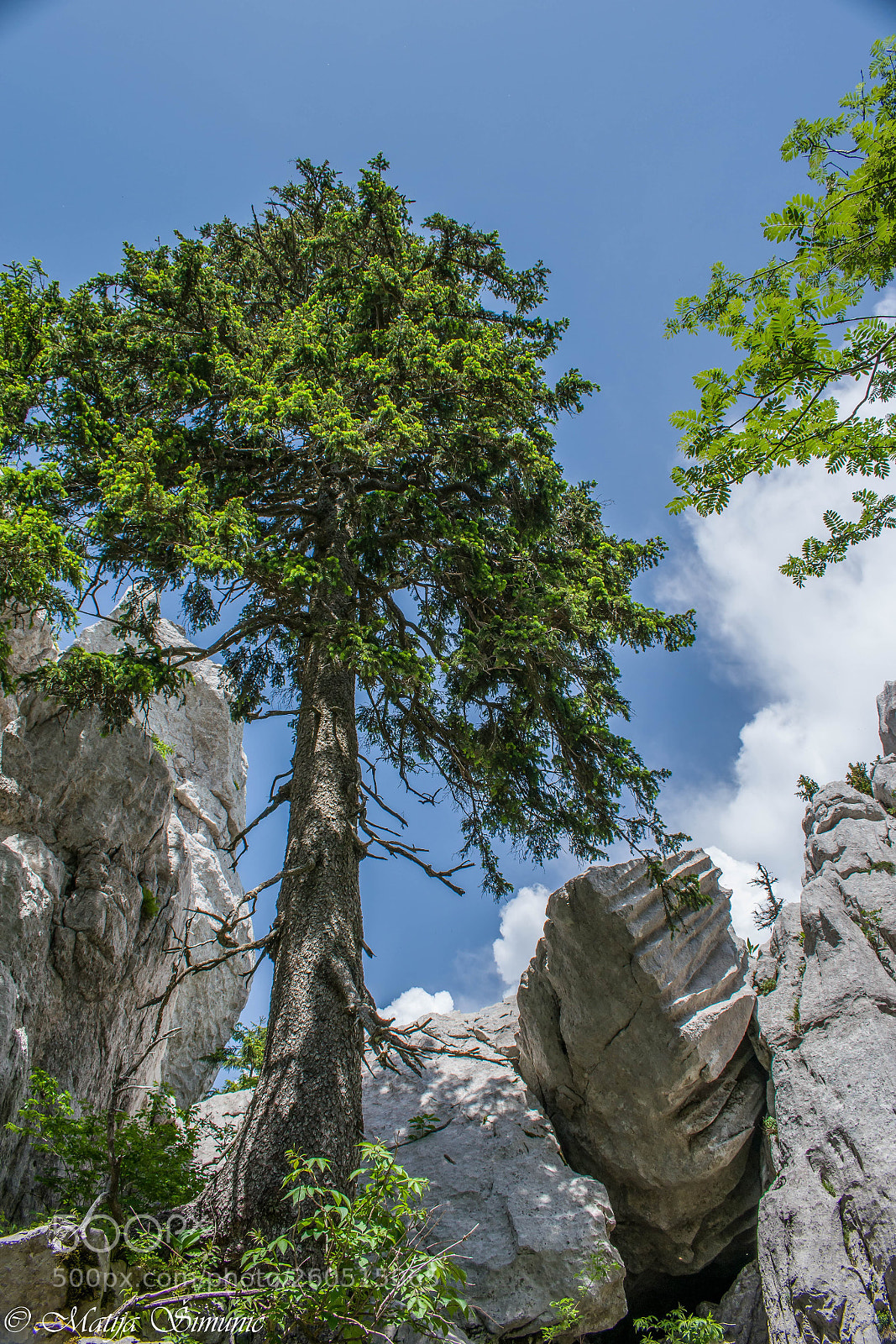 Nikon D5300 sample photo. Pine in the rocks photography