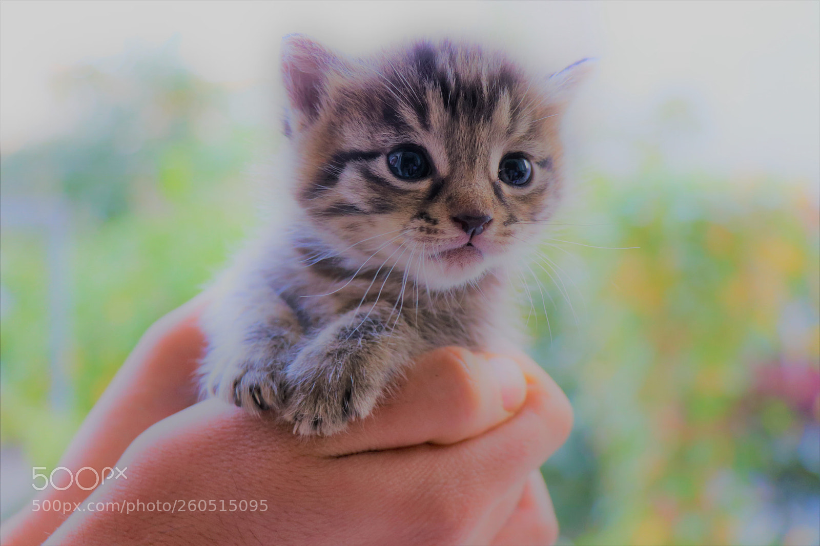 Canon EOS 80D sample photo. Cat photography