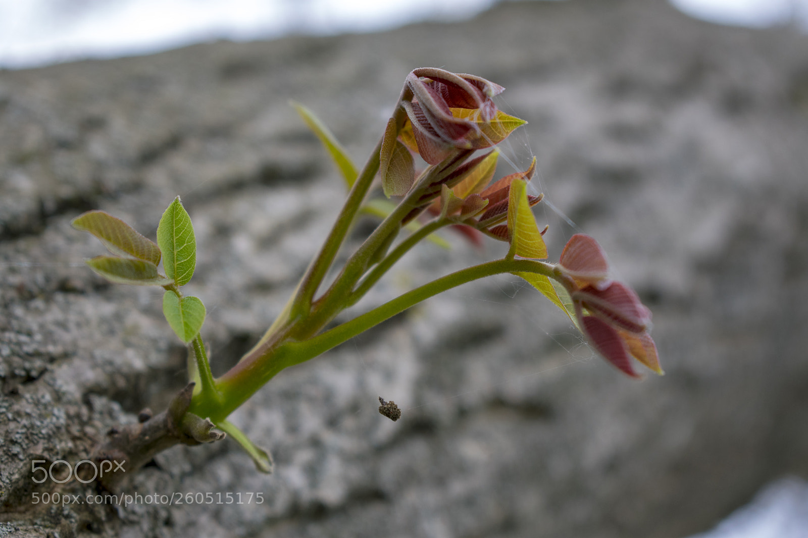 Nikon D3400 sample photo. Nikon d3400 + 18-55 mm photography