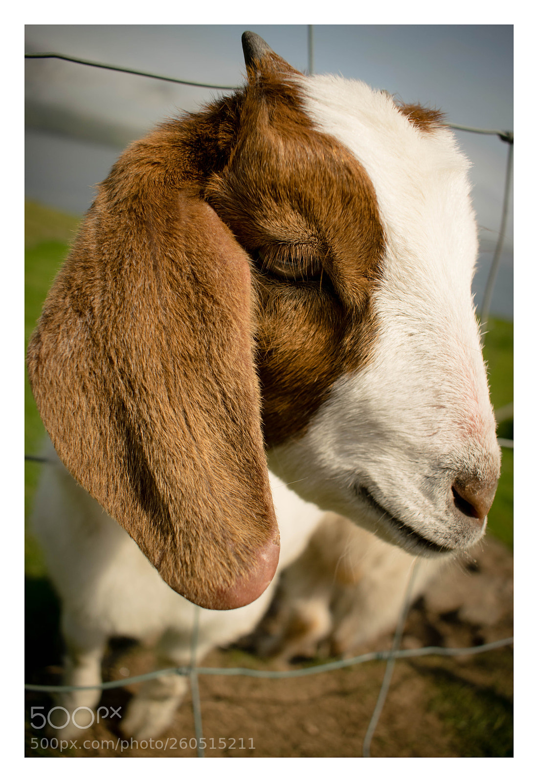 Nikon D3300 sample photo. The famous goat of photography