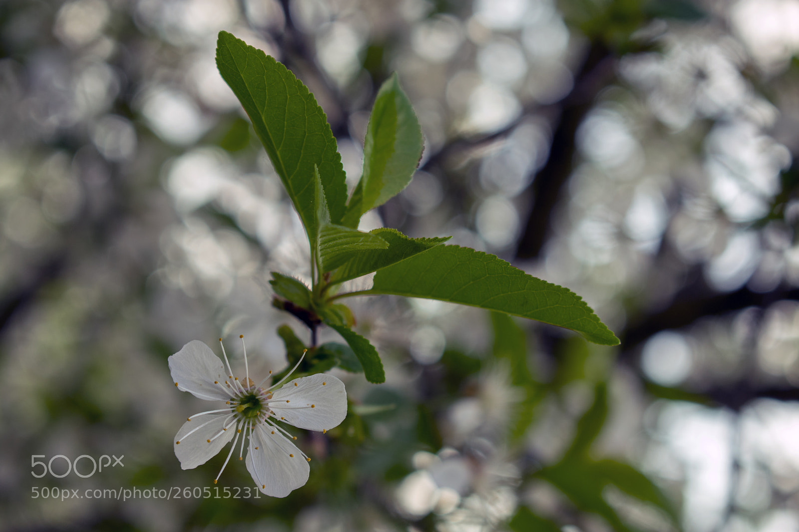 Nikon D3400 sample photo. Nikon d3400 + 18-55 mm photography