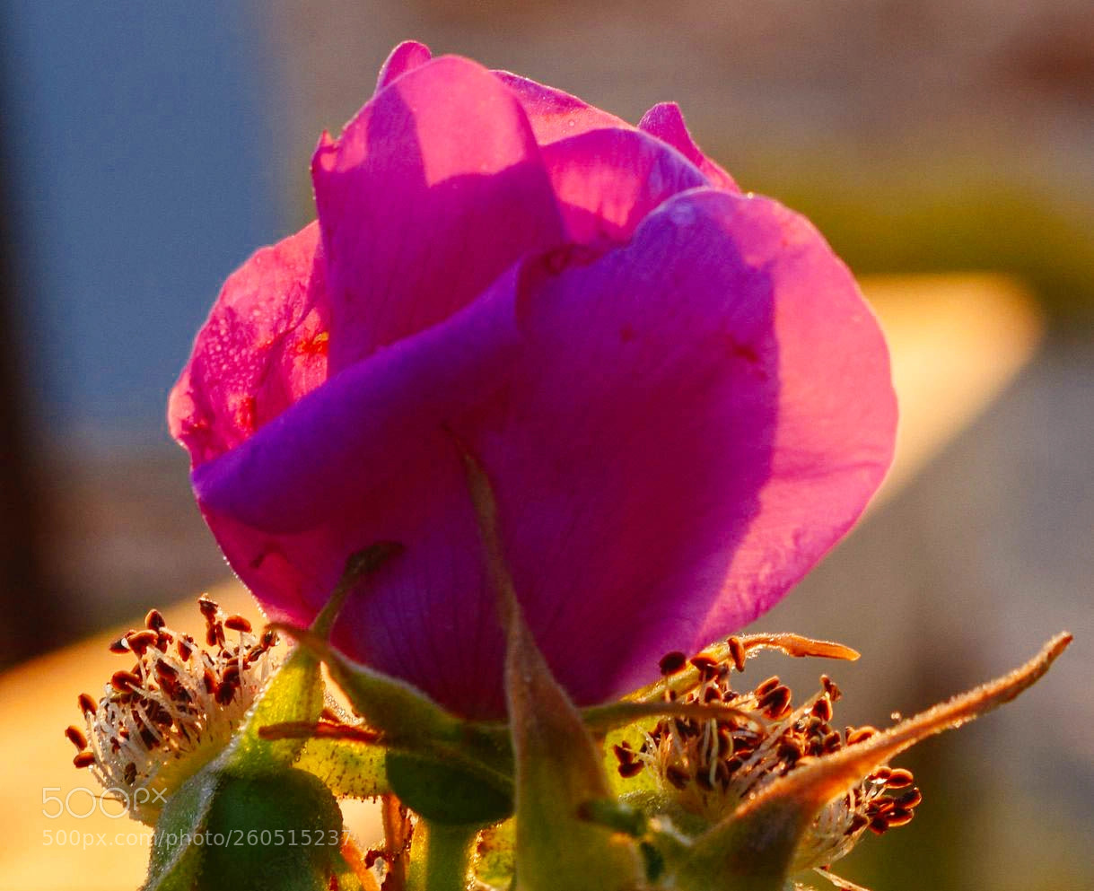Nikon D3300 sample photo. Numinous petals photography