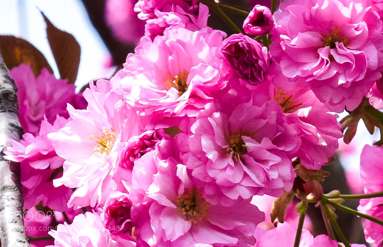 Nikon D3300 sample photo. Cherry blossoms 2018 i photography