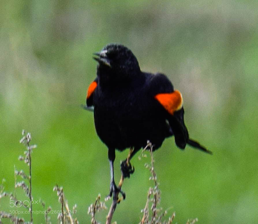 Nikon D3300 sample photo. Red-winged blackbird ii photography
