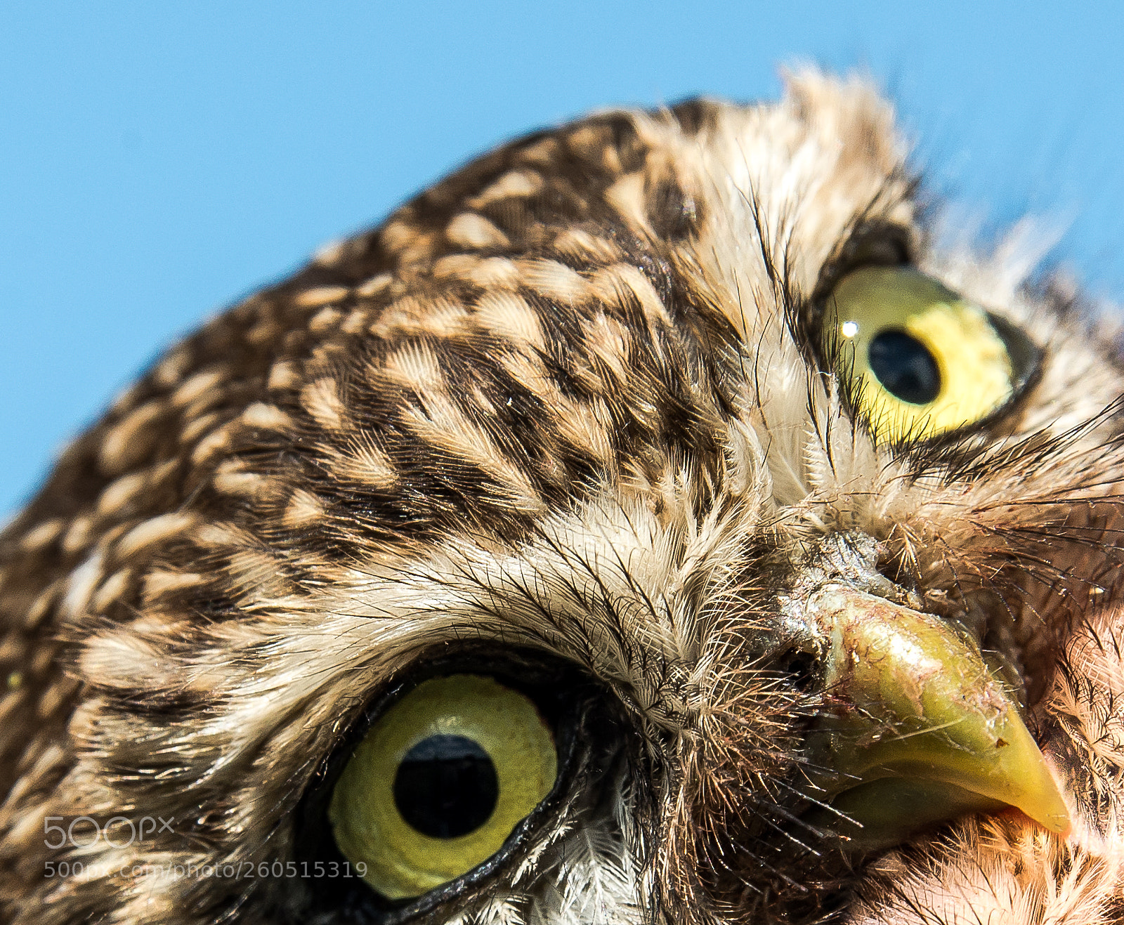 Nikon D610 sample photo. Little owl portrait photography