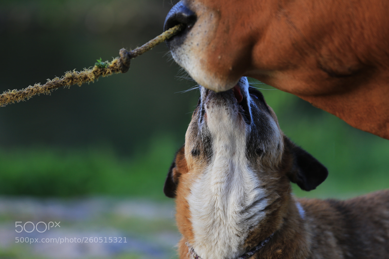 Canon EOS 6D sample photo. Intimate photography