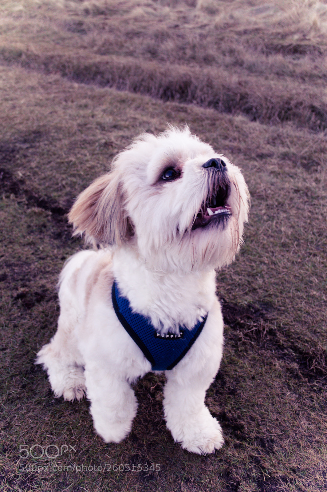 Nikon D3200 sample photo. B photography