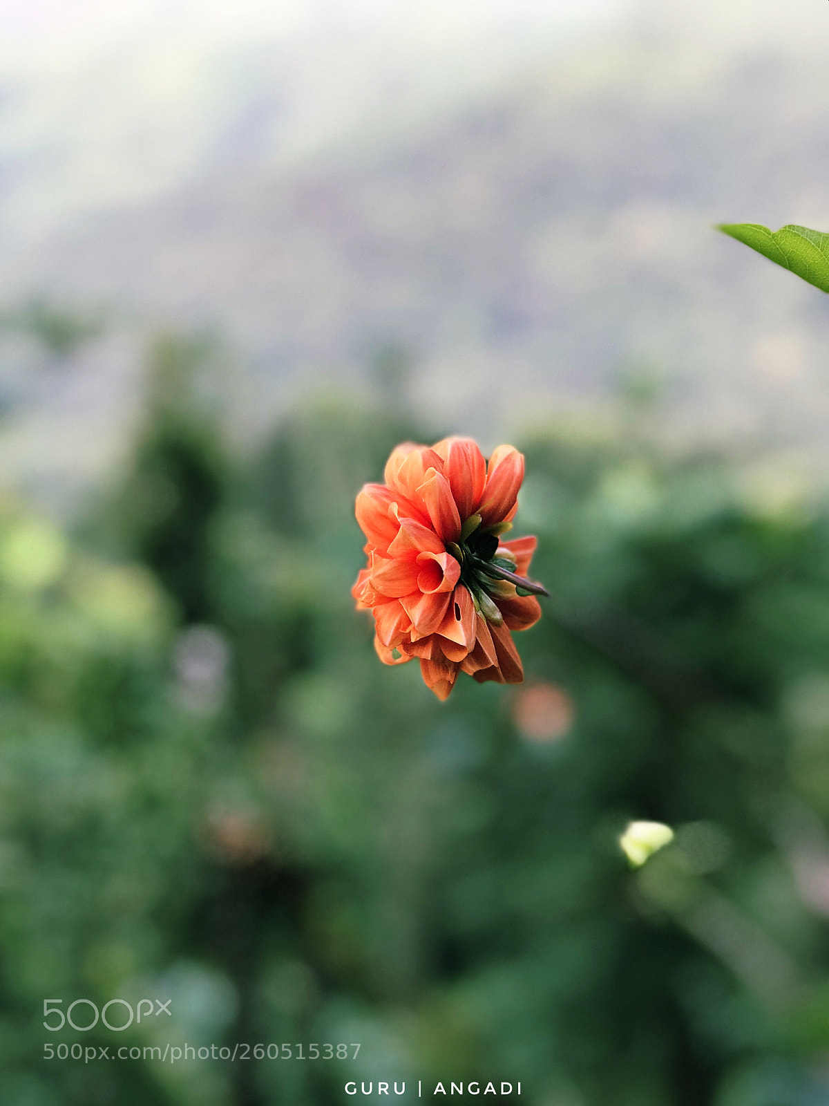 Apple iPhone 7 Plus sample photo. Nature.  photography