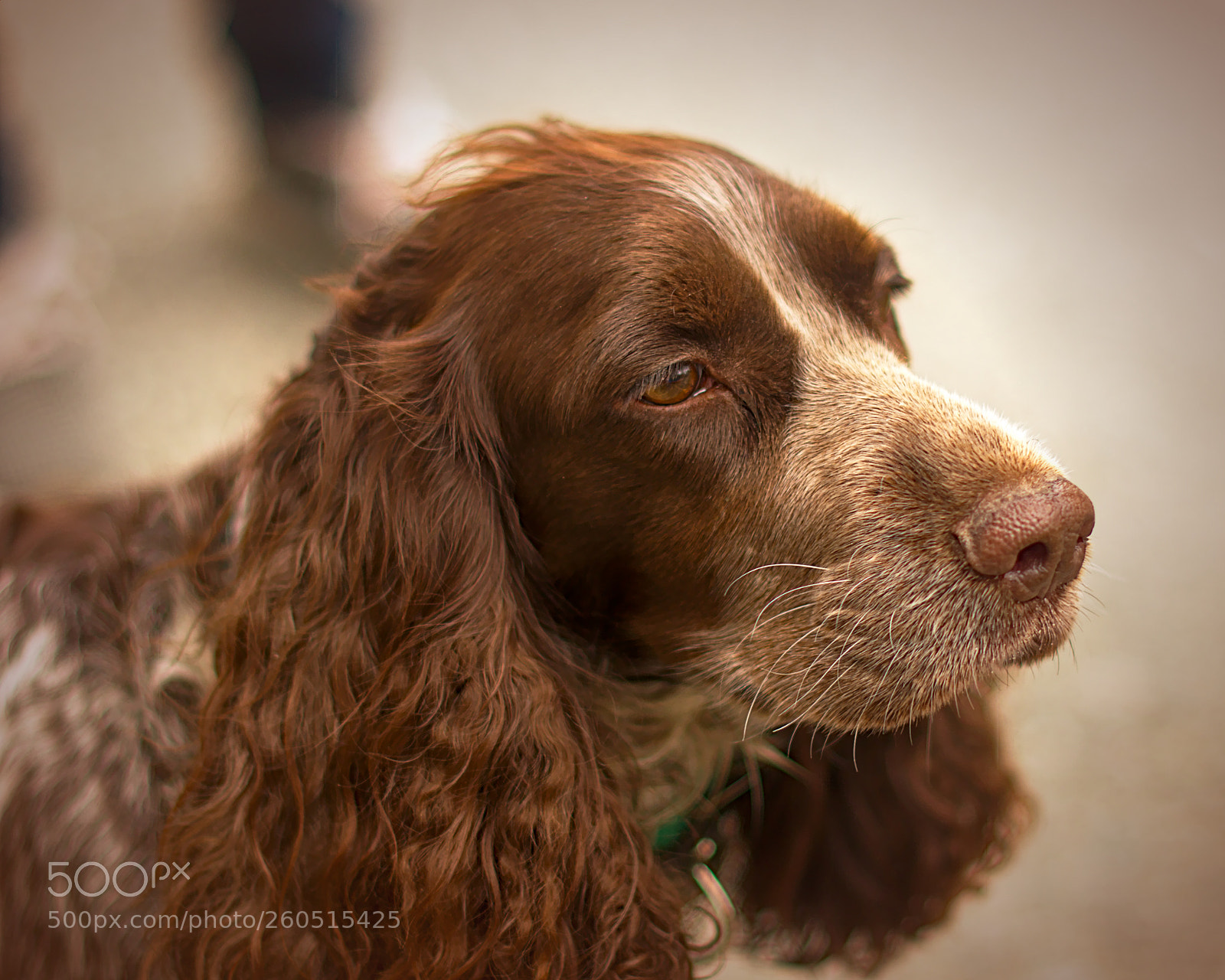 Nikon D7000 sample photo. Spaniel photography