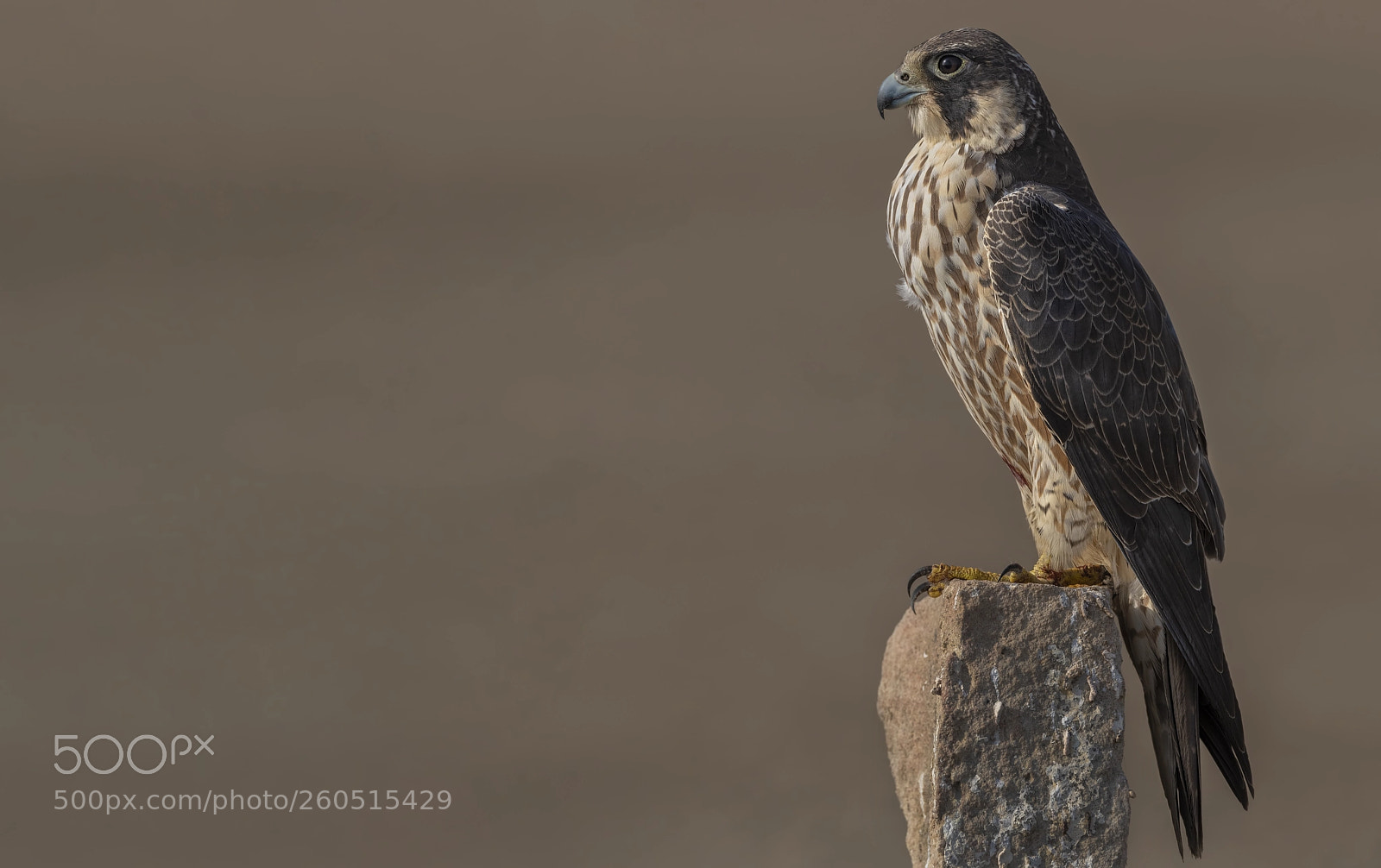 Nikon D500 sample photo. Peregrine falcon photography