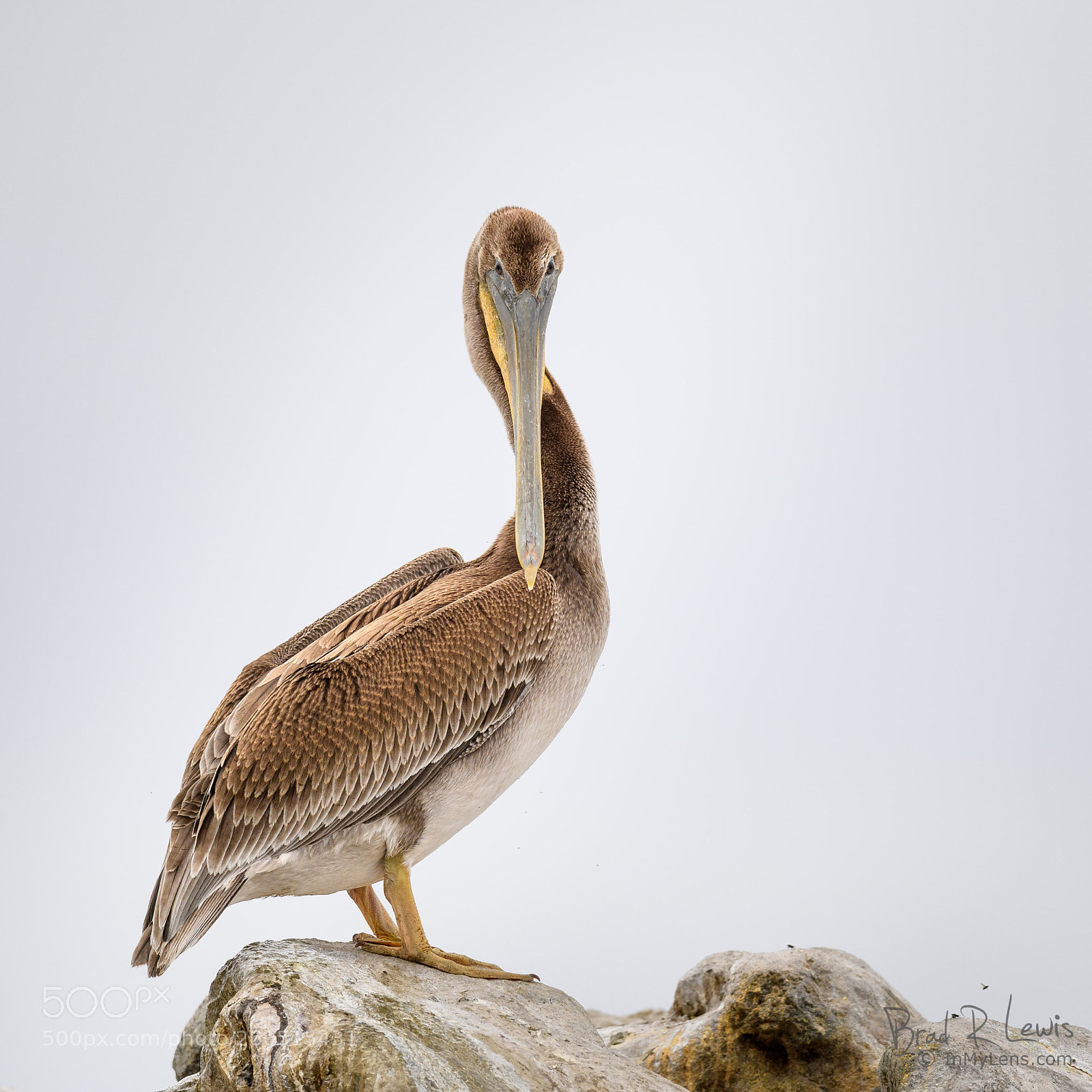 Nikon D5 sample photo. Brown pelican - peaceful photography
