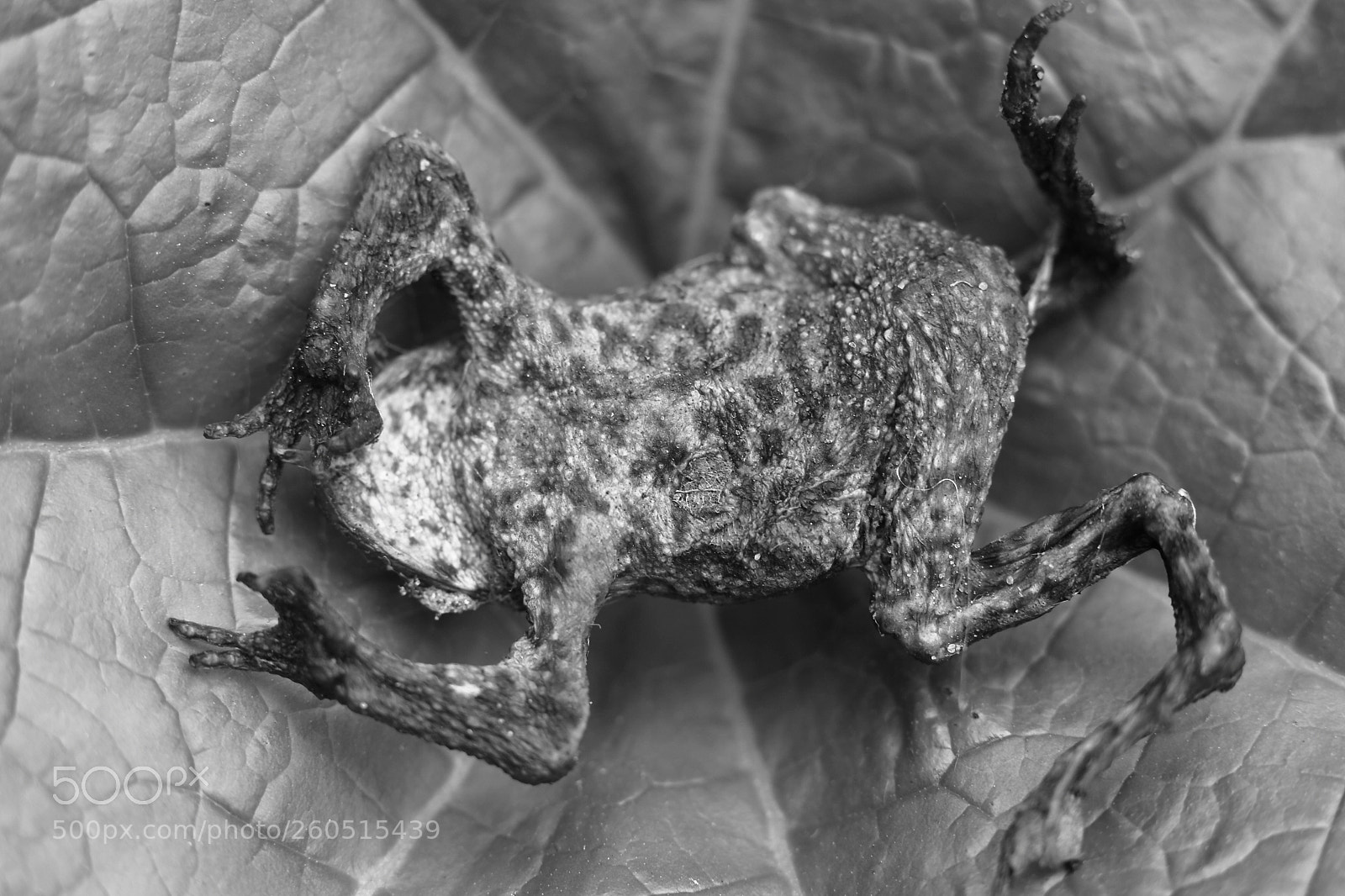 Canon EOS 5D Mark II sample photo. Frog photography