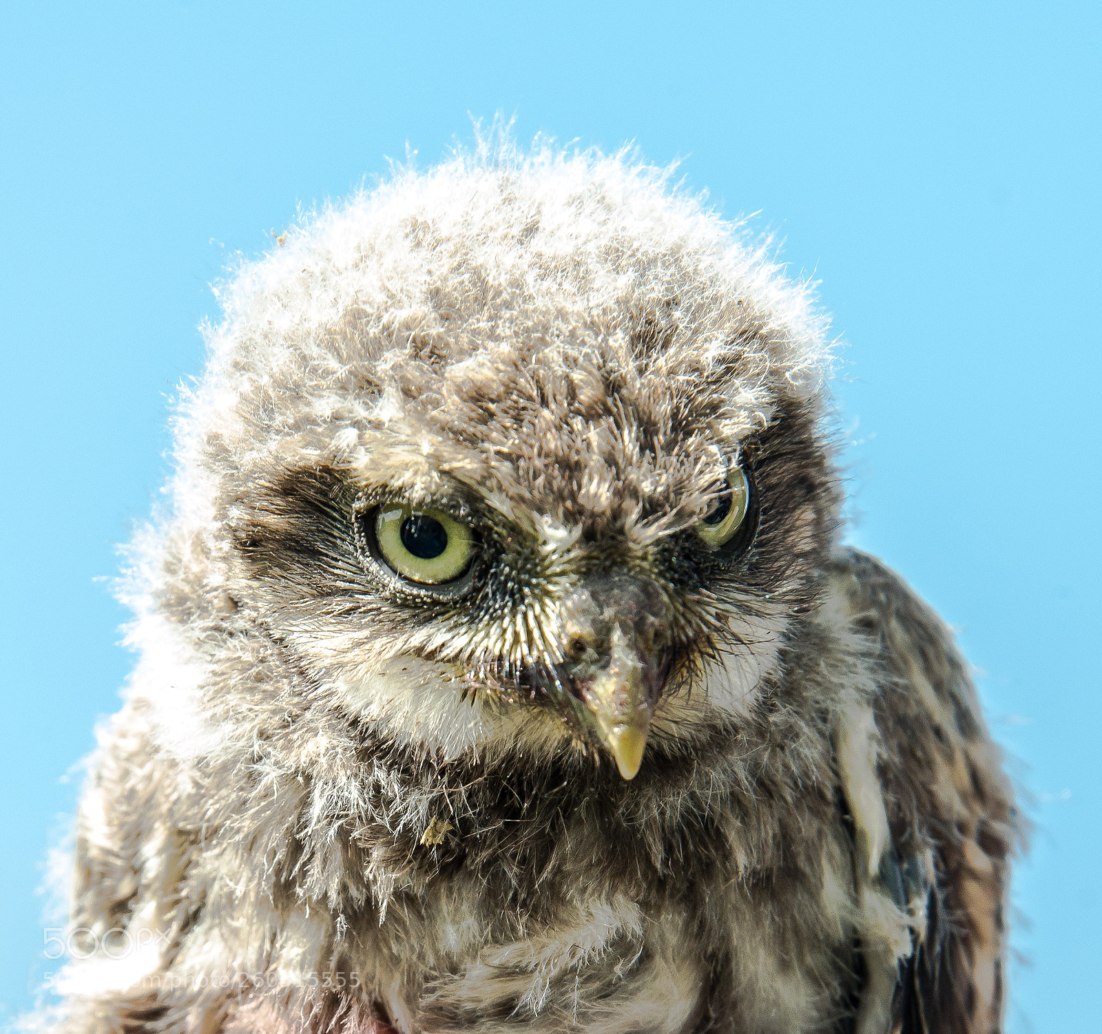 Nikon D610 sample photo. Young little owl photography