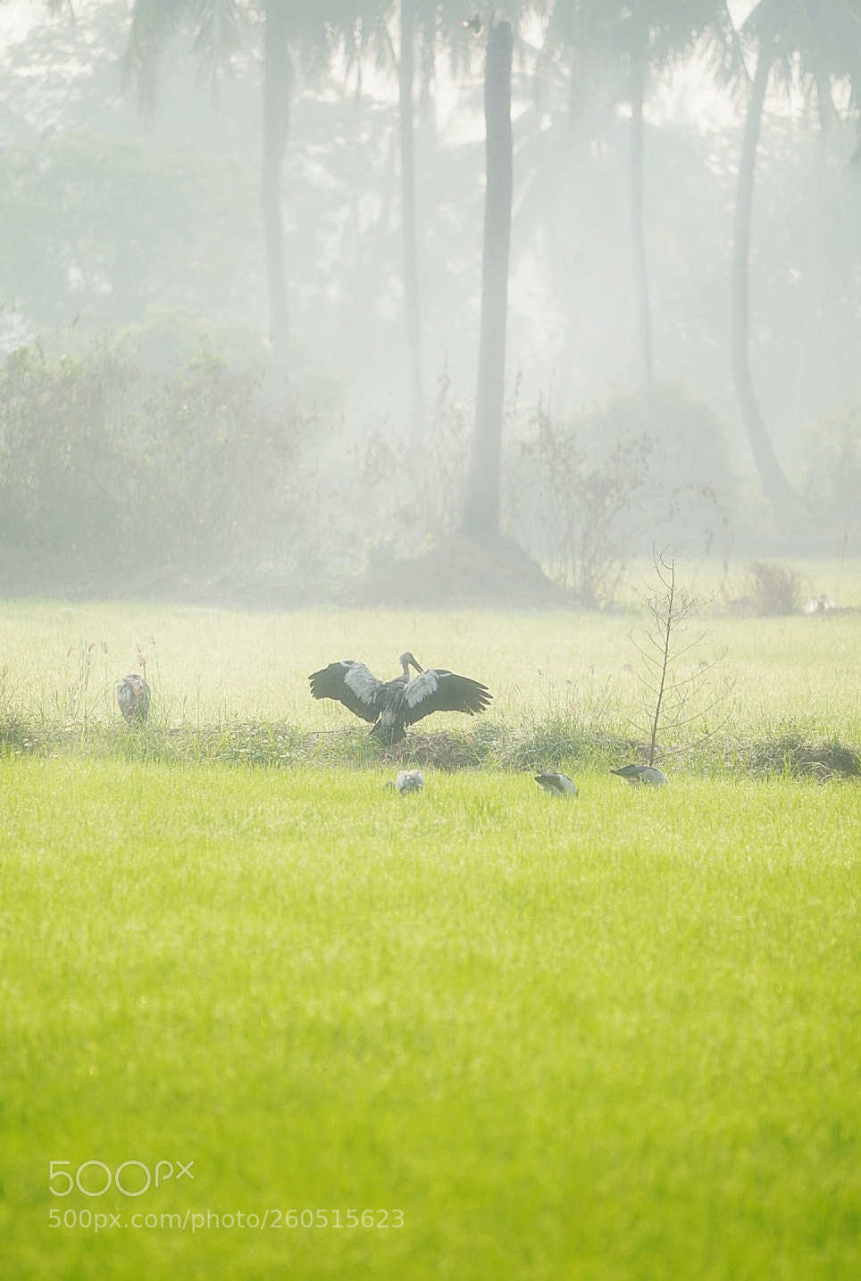 Sony a9 sample photo. Untitled photography