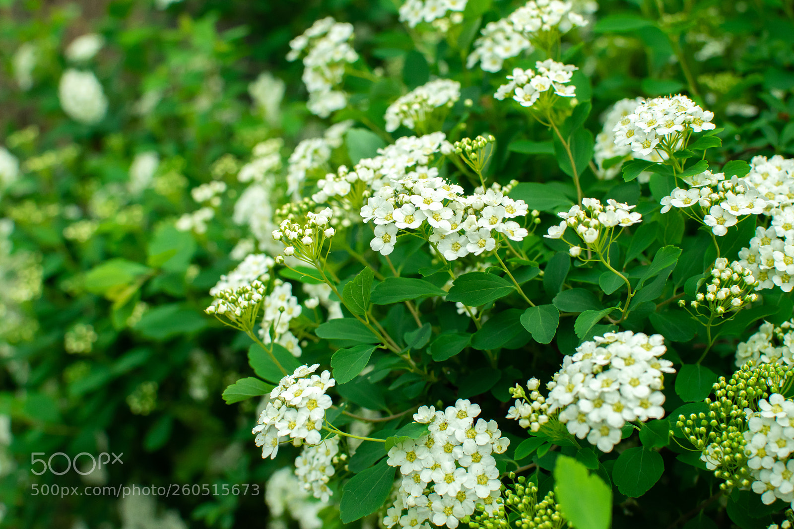 Nikon D5300 sample photo. Untitled photography