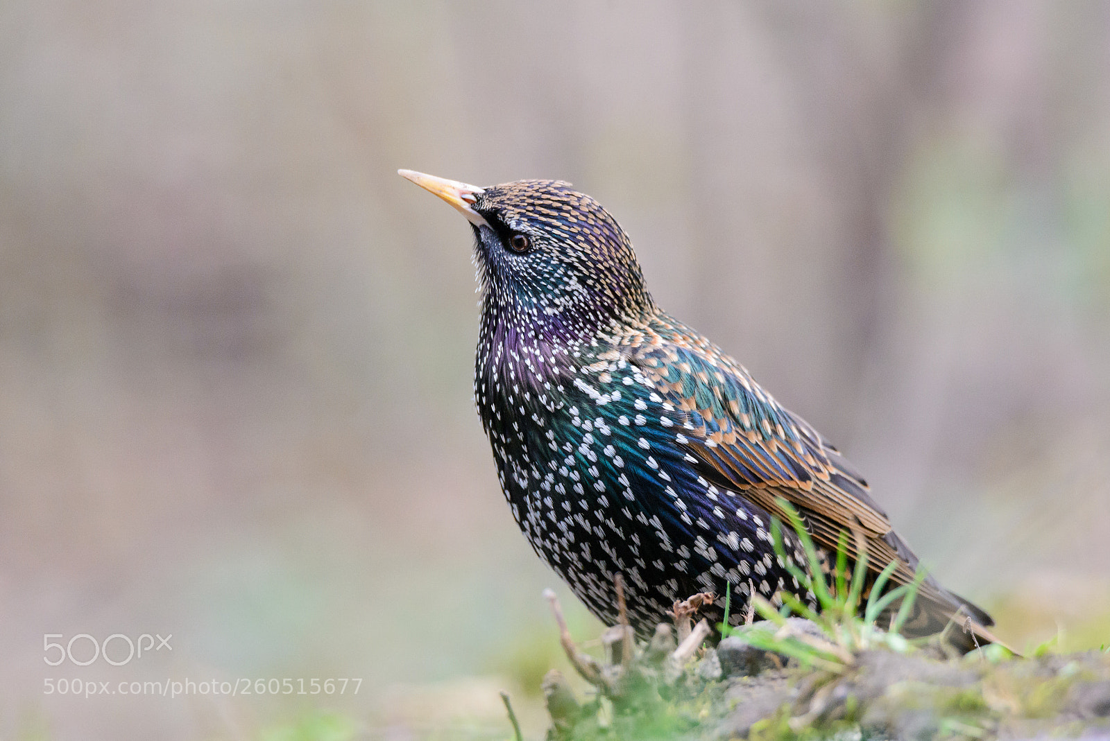 Nikon D600 sample photo. Common starling photography