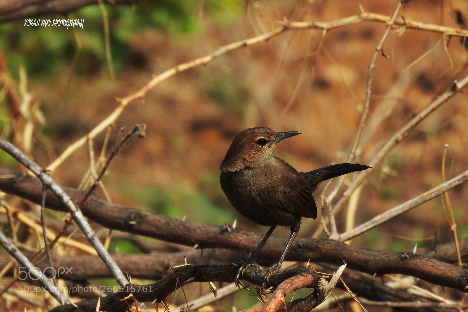 Nikon Coolpix P900 sample photo. Indian robin female photography