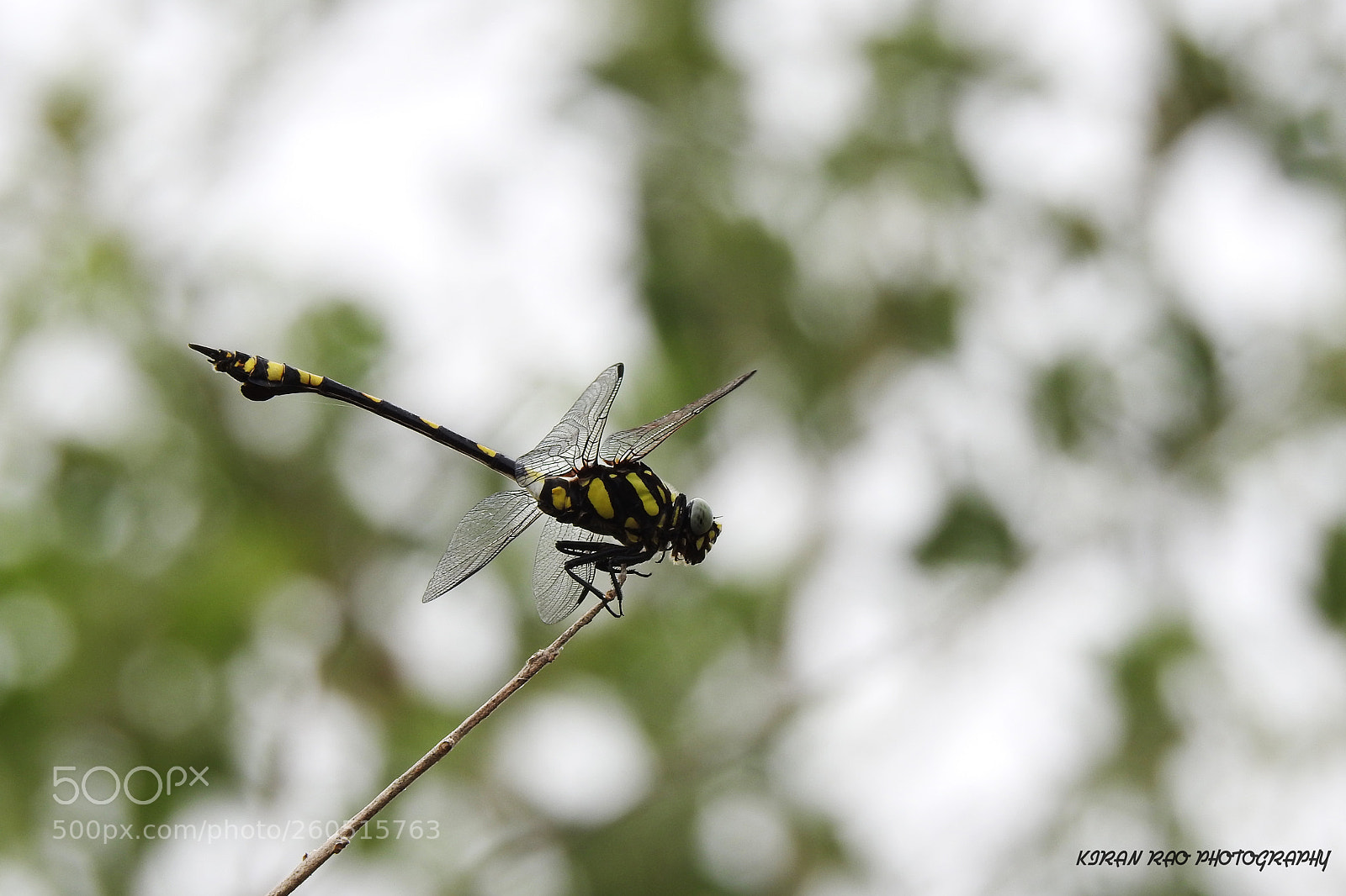 Nikon Coolpix P900 sample photo. Dragonfly photography