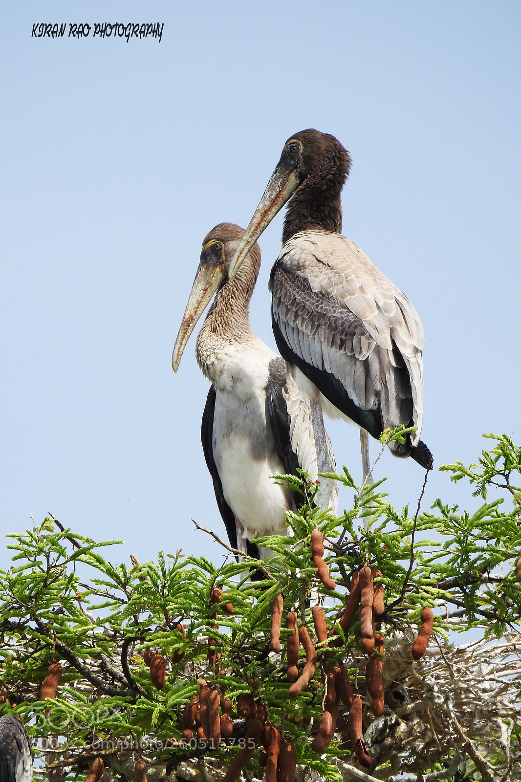 Nikon Coolpix P900 sample photo. Painted storks juvenile photography