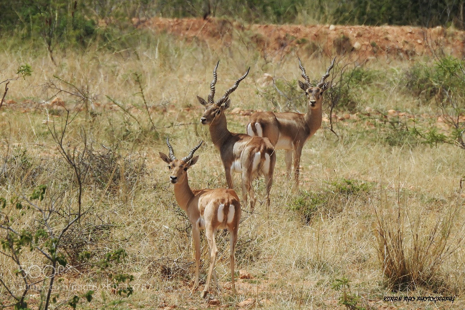 Nikon Coolpix P900 sample photo. Black bucks photography