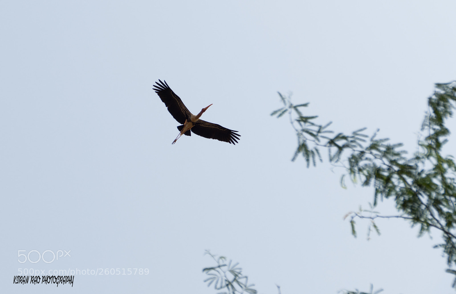 Panasonic Lumix DMC-FZ1000 sample photo. Painted stork photography