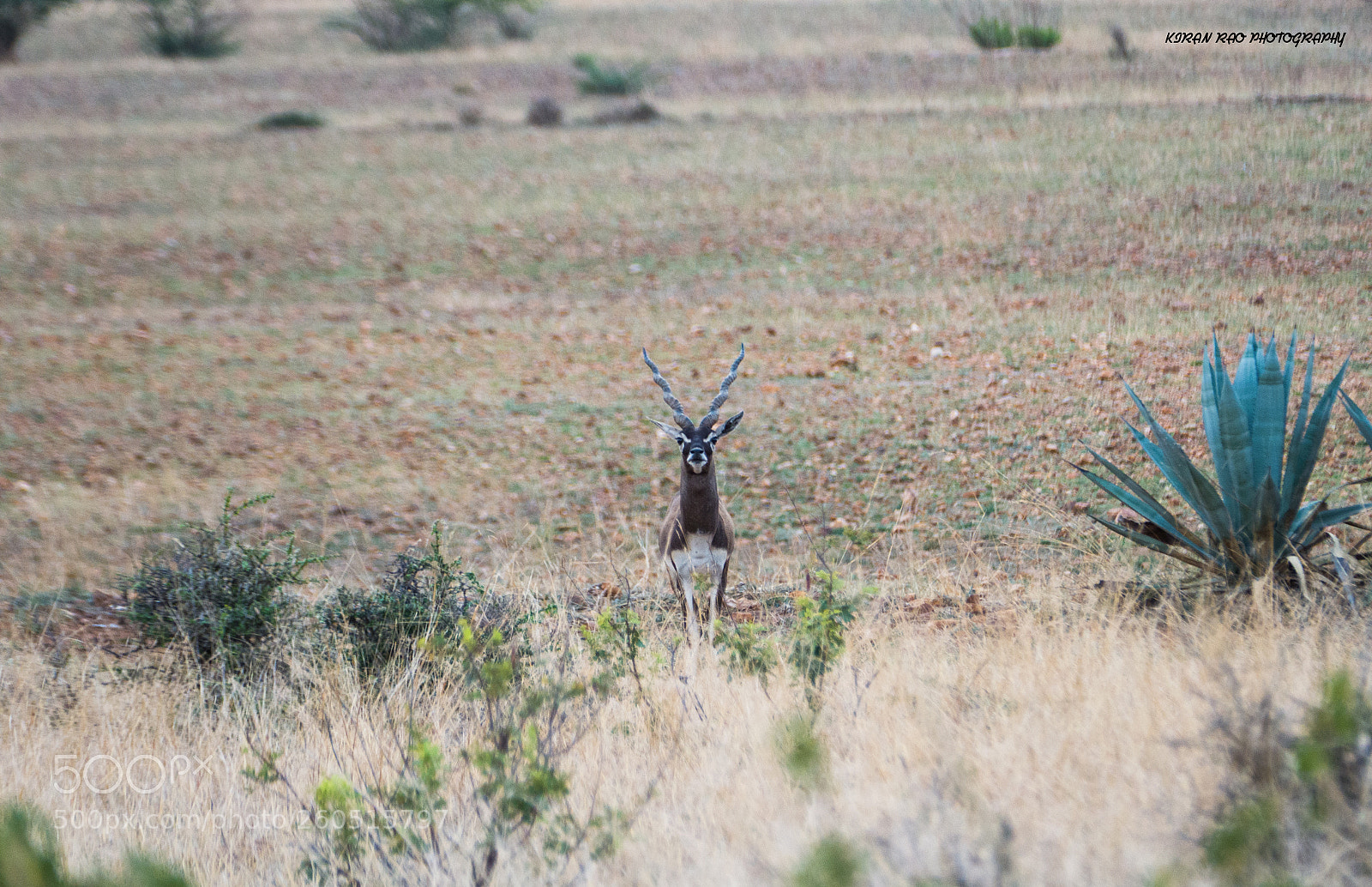 Panasonic Lumix DMC-FZ1000 sample photo. Blackbuck photography