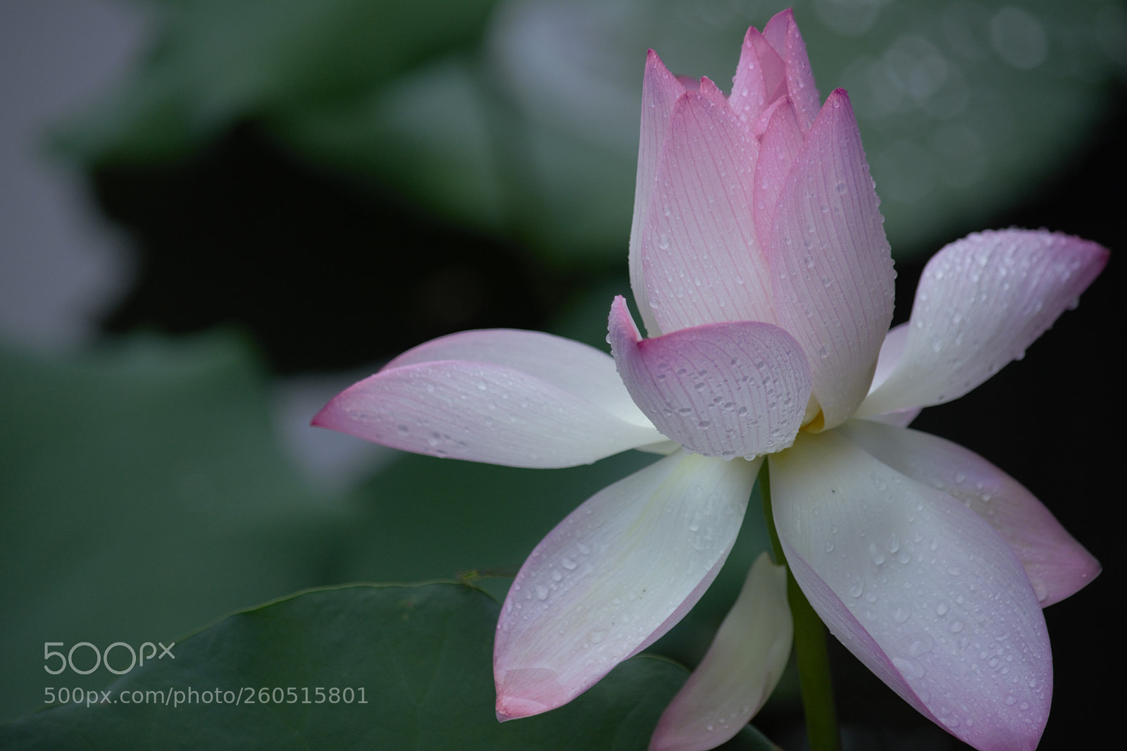 Nikon D7100 sample photo. Lotus photography