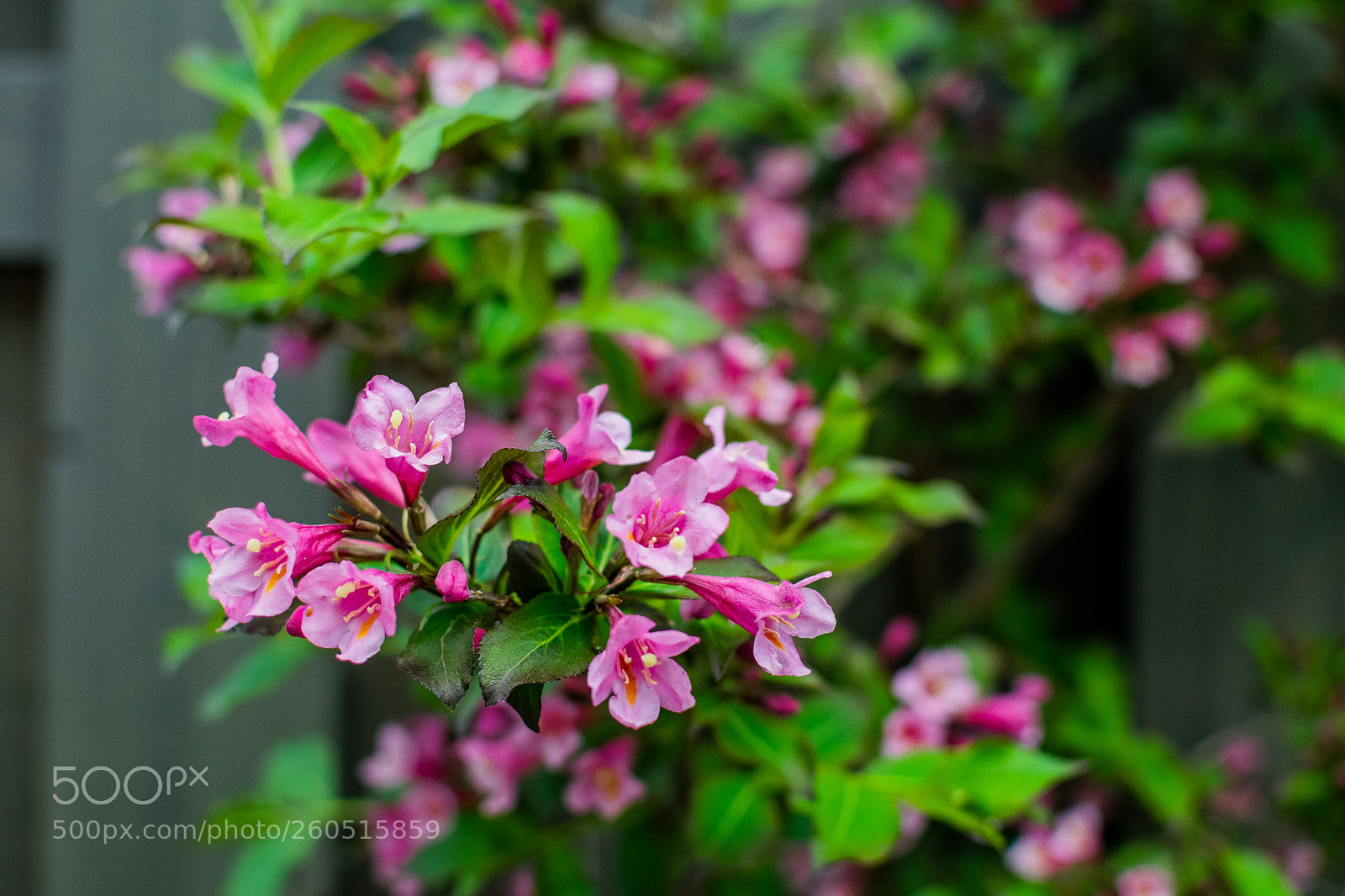 Nikon D5300 sample photo. Untitled photography