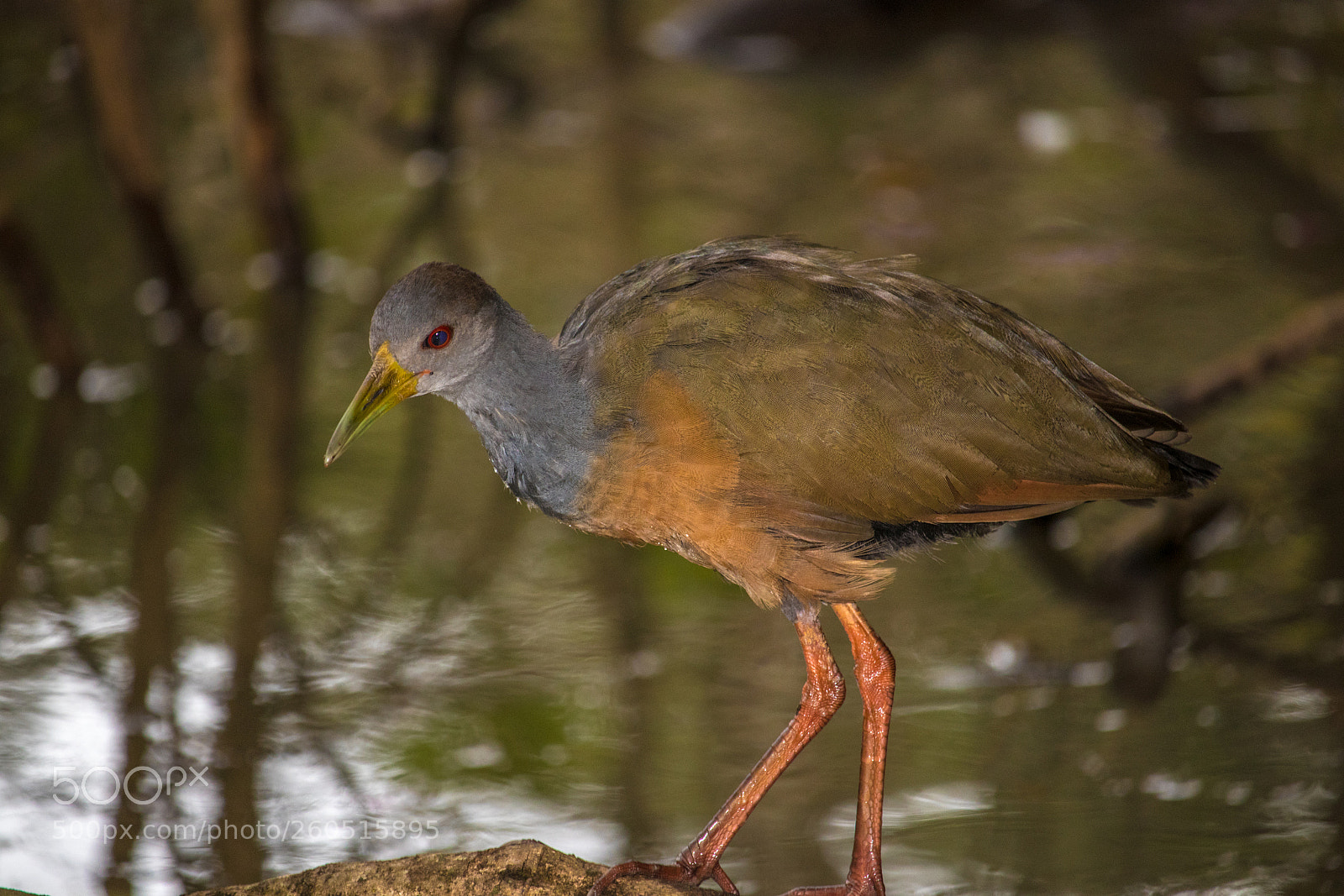 Canon EOS 80D sample photo. Gray-necked wood-rail photography