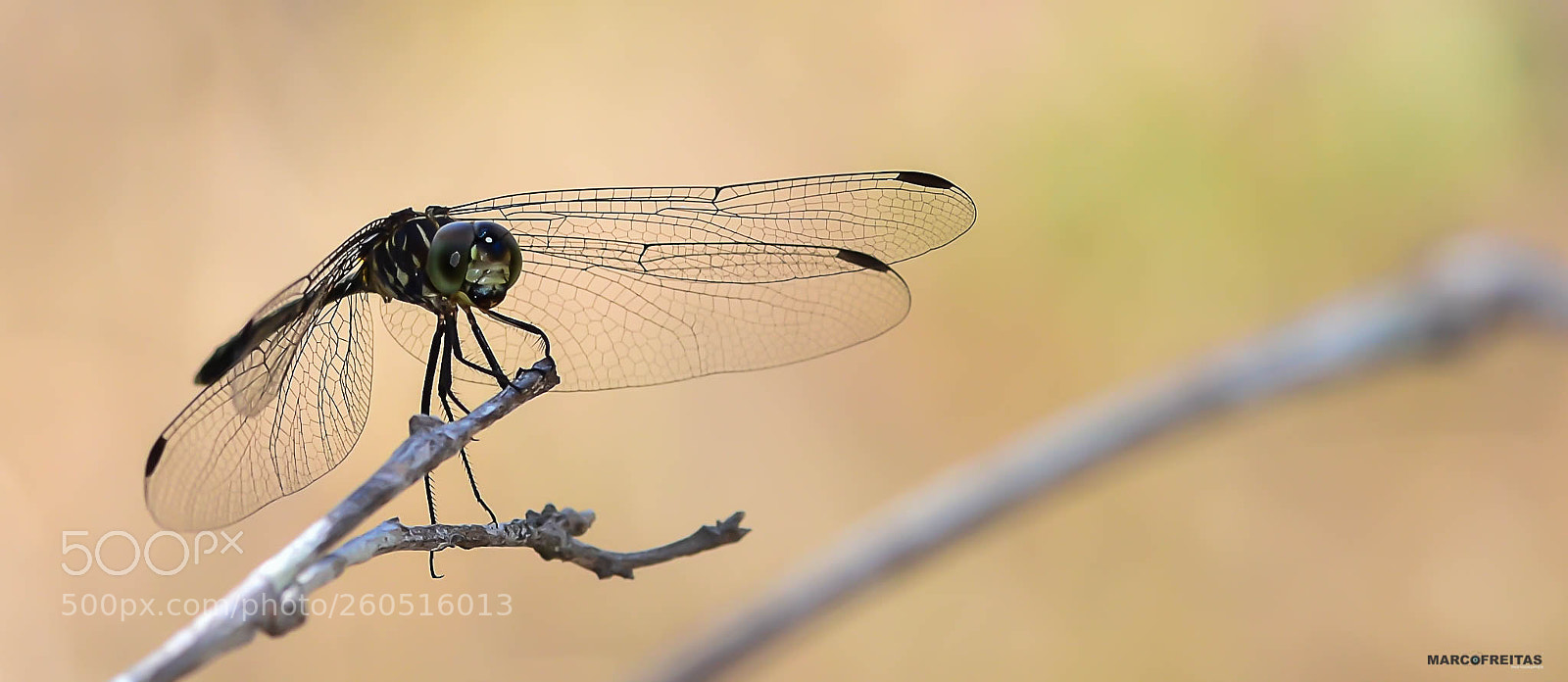Nikon D7000 sample photo. Libelula photography