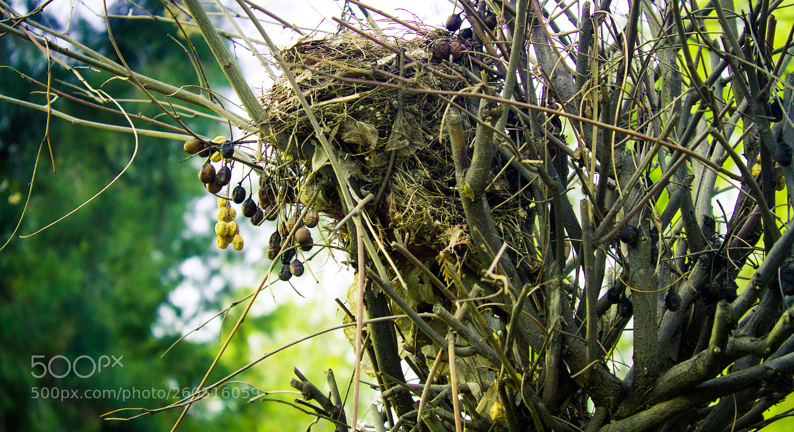 Canon EOS 7D sample photo. Untitled photography
