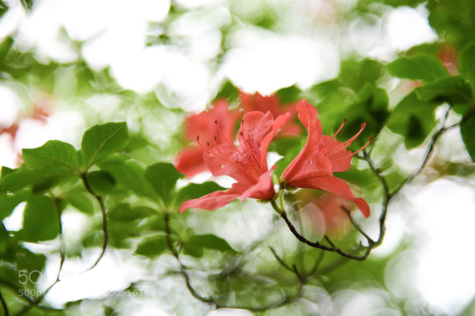 Nikon D850 sample photo. Rhododendron kaempferi in hakone photography