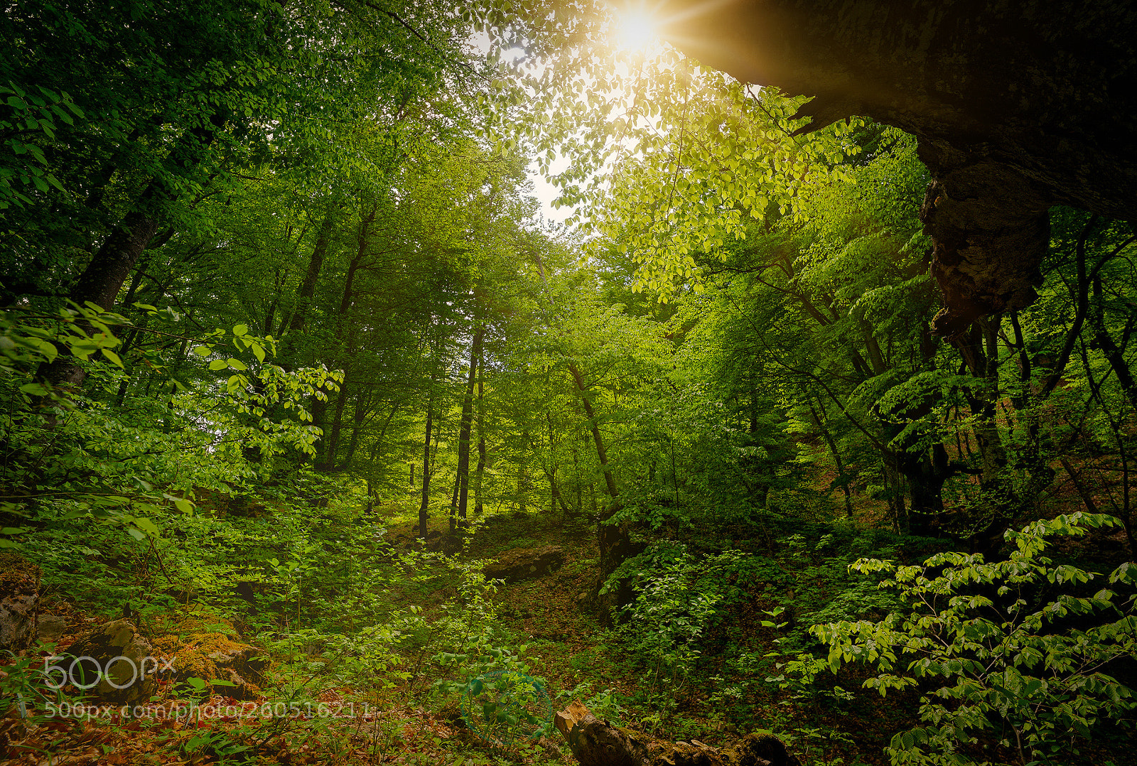 Pentax K-1 sample photo. Ancient beech forests of photography