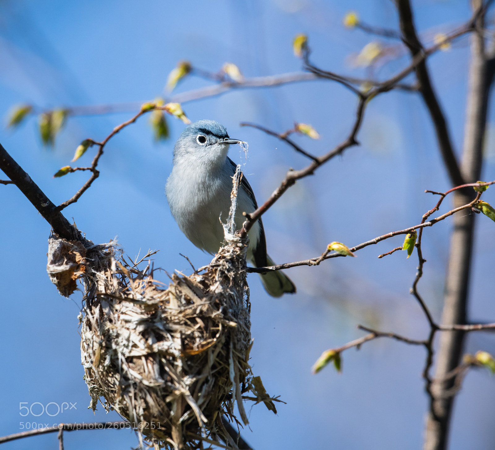 Nikon D850 sample photo. Gnatcatcher collecting nest material photography