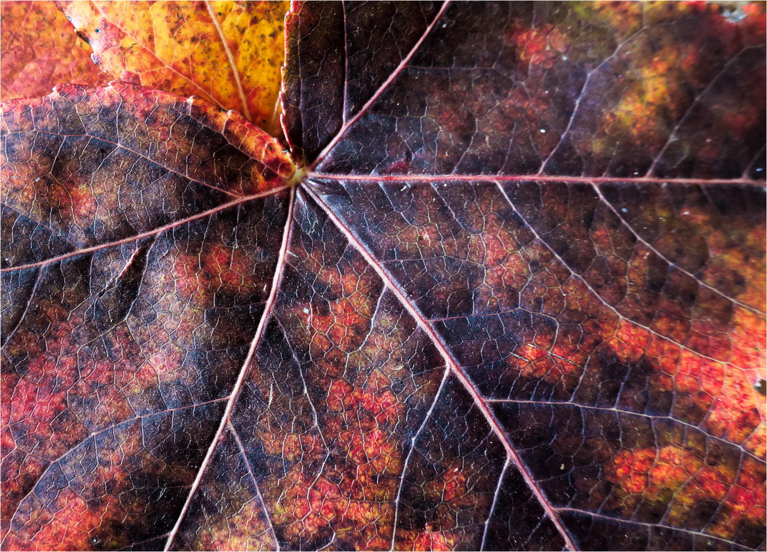 Canon PowerShot G9 X Mark II sample photo. Autumn colours. photography