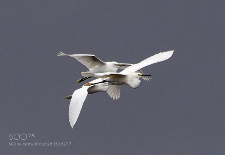 Canon EOS-1D X Mark II sample photo. 06-02-18-0020799.jpg photography