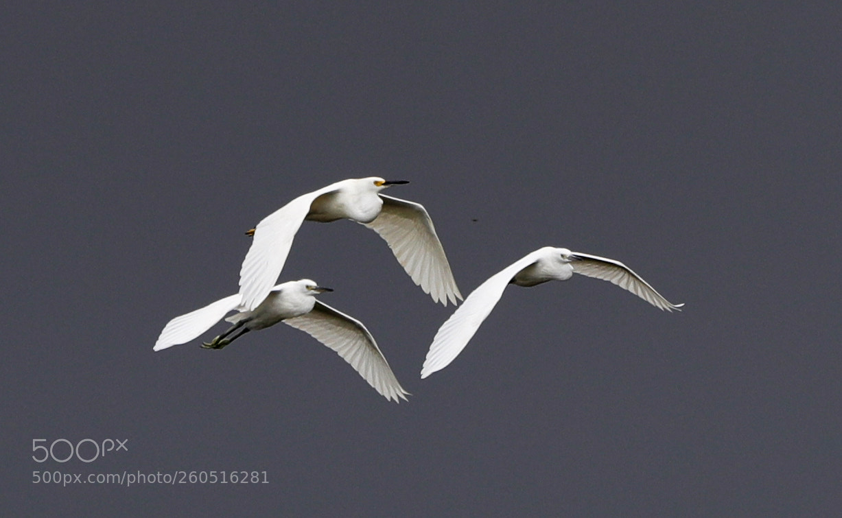 Canon EOS-1D X Mark II sample photo. 06-02-18-0020797.jpg photography