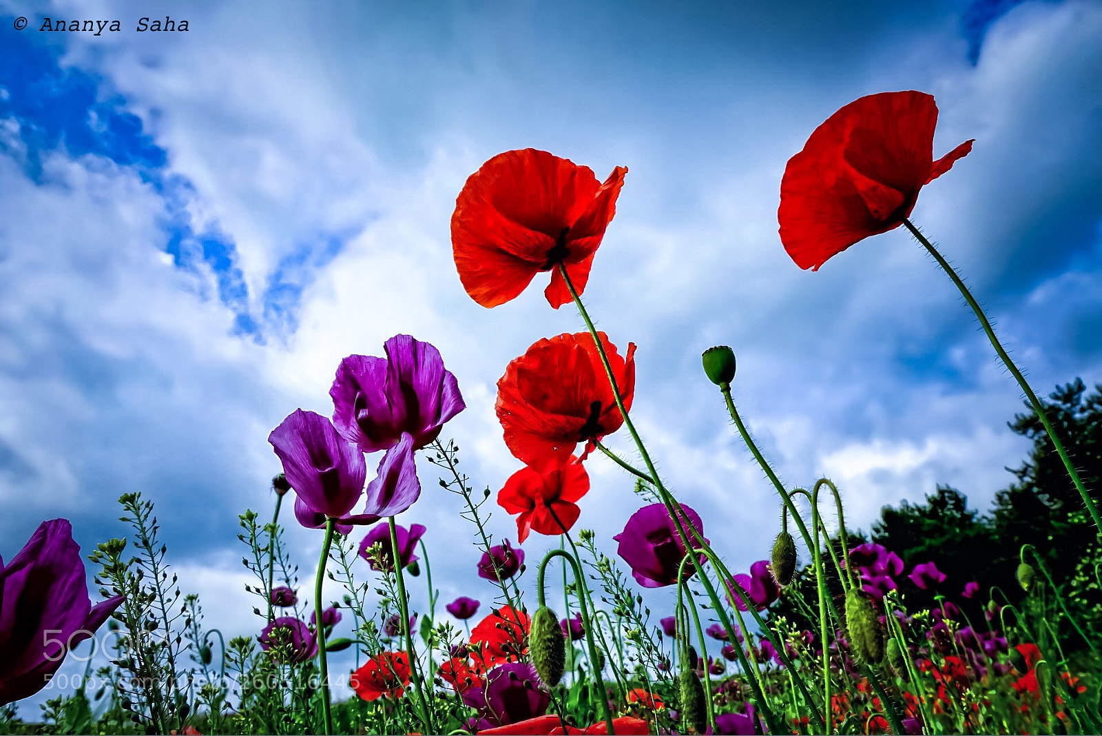 Sony a6000 sample photo. Colourful poppies photography